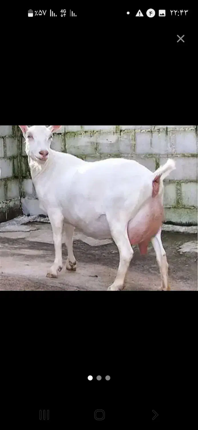 دوغ محلی بفروش میرسد|خوردنی و آشامیدنی|فارسان, |دیوار