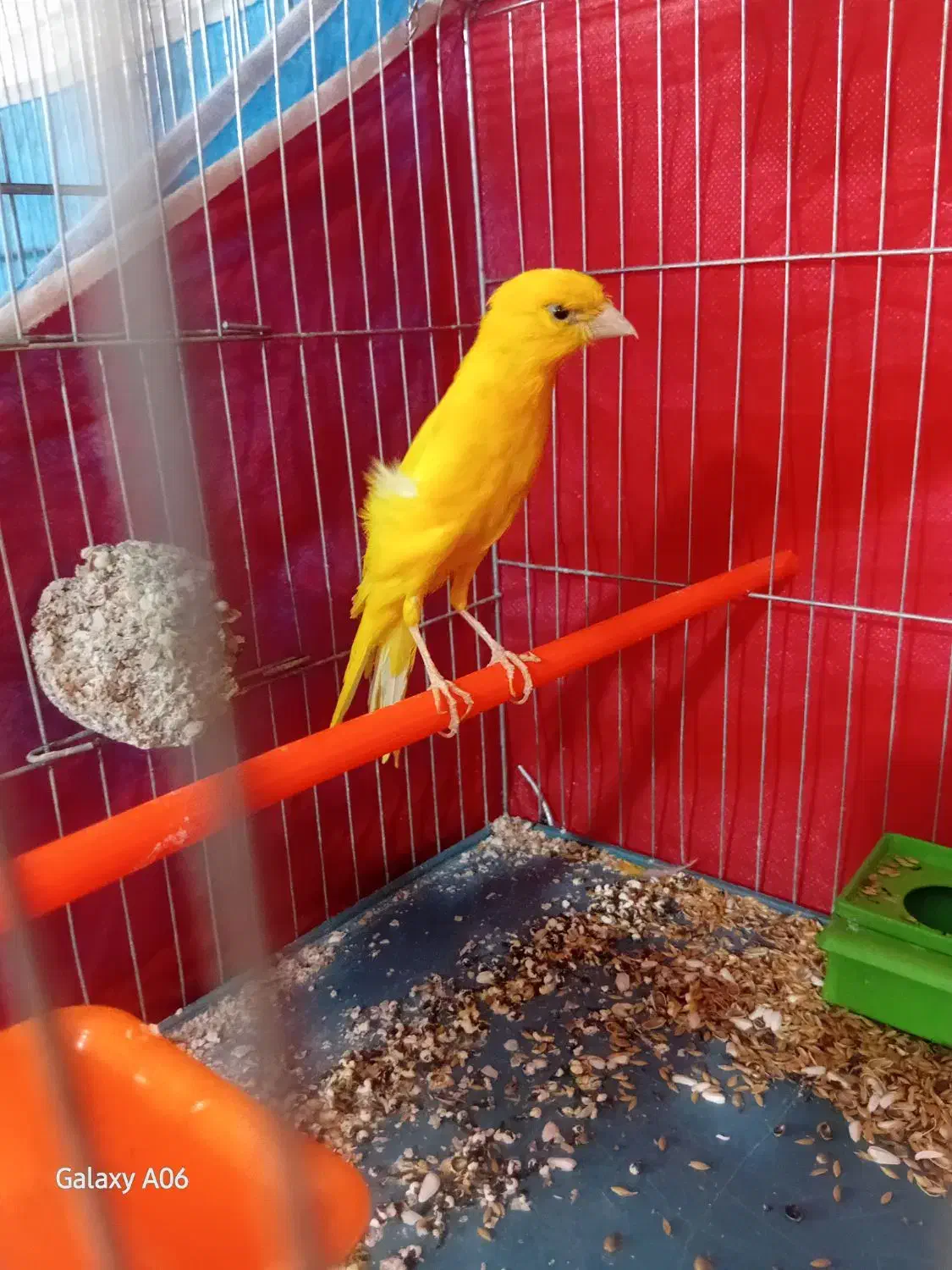 قناری رسمی بلند نر|پرنده|شاهرود, |دیوار