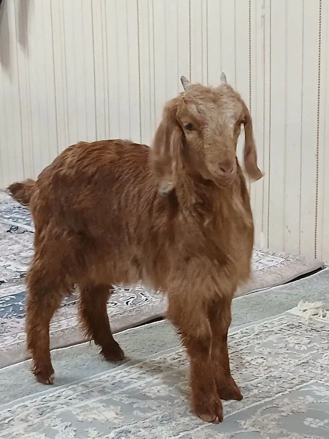 بچه بز|حیوانات مزرعه|تهران, شهرک شریعتی|دیوار