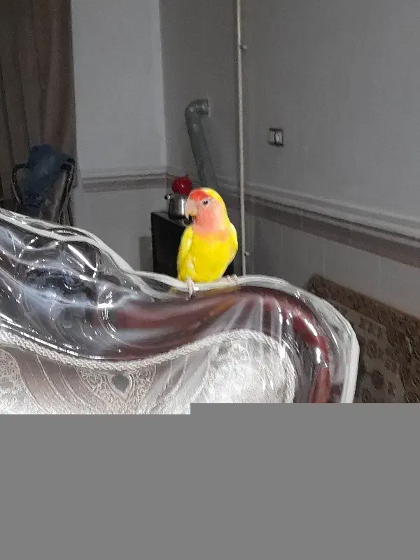 طوطی‌برزیلی|پرنده|بوئین زهرا, |دیوار