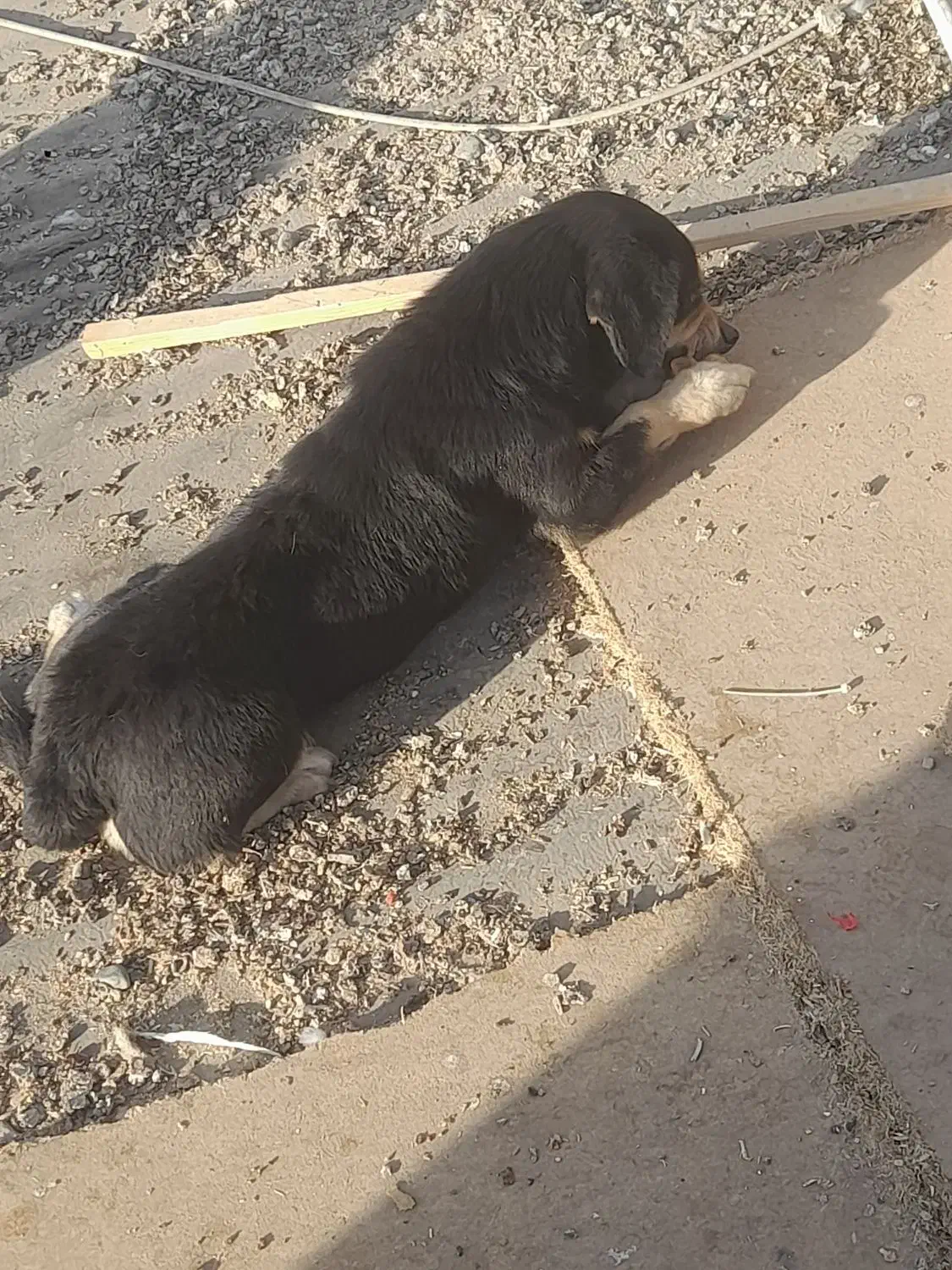 سگ پاکوتاه|سگ|تهران, نعمت‌آباد|دیوار