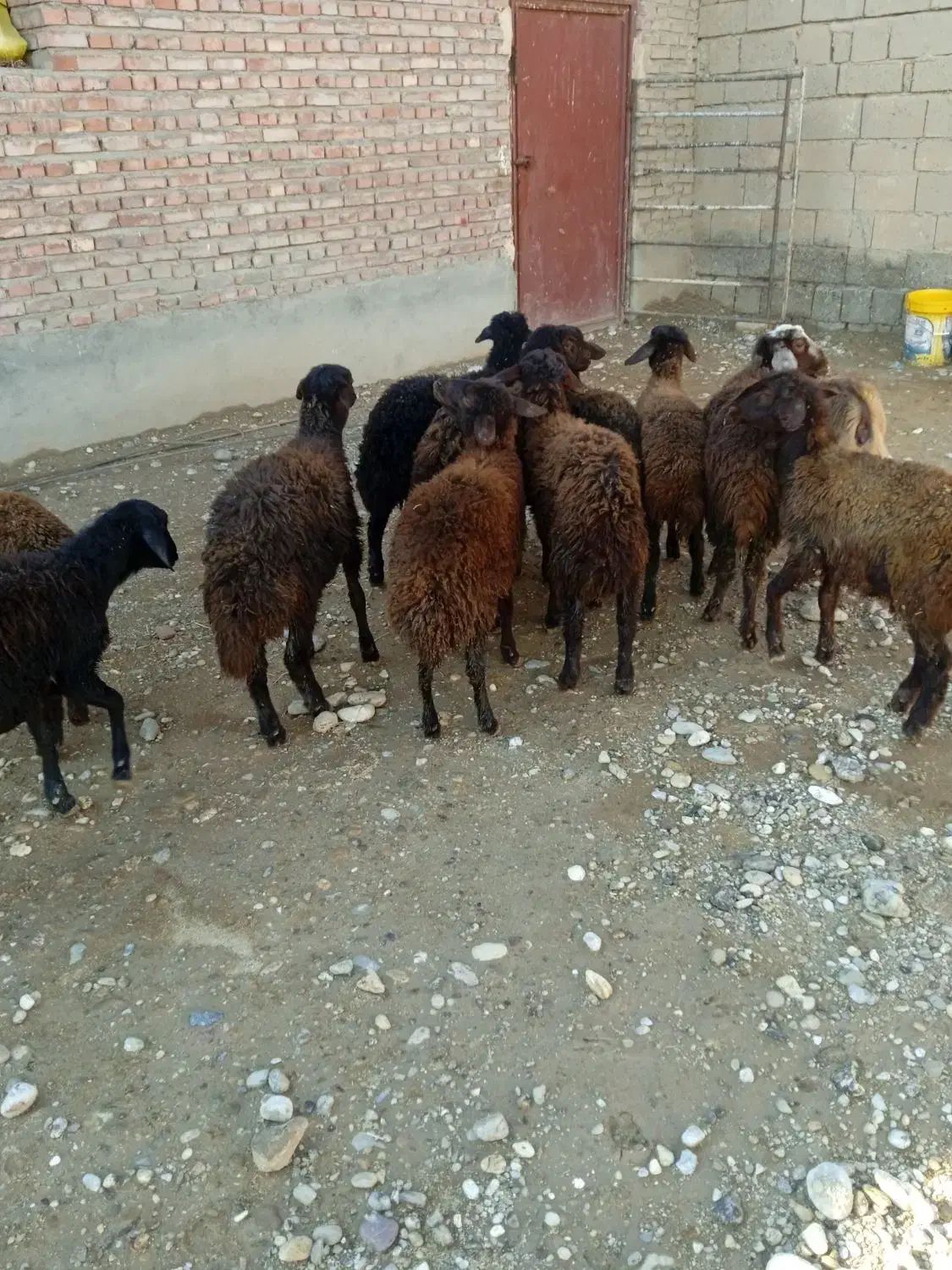 بره ماده قزل افشار|حیوانات مزرعه|بکتاش, |دیوار