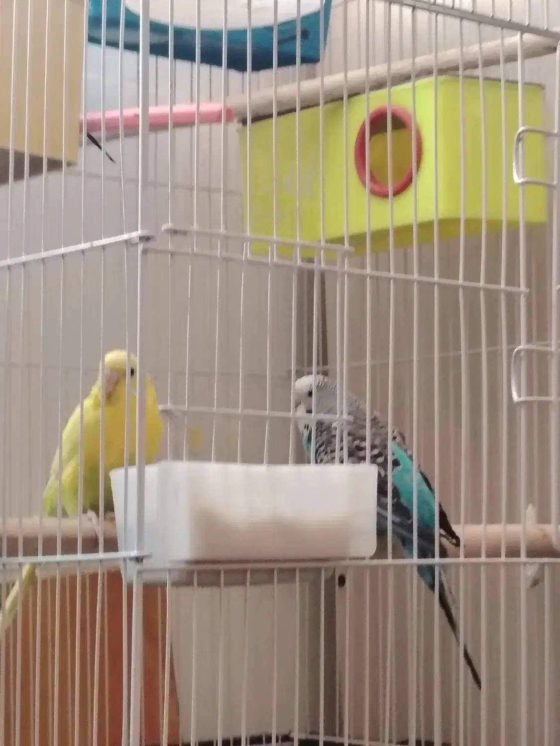 مرغ عشق مولد|پرنده|اصفهان, کوجان|دیوار