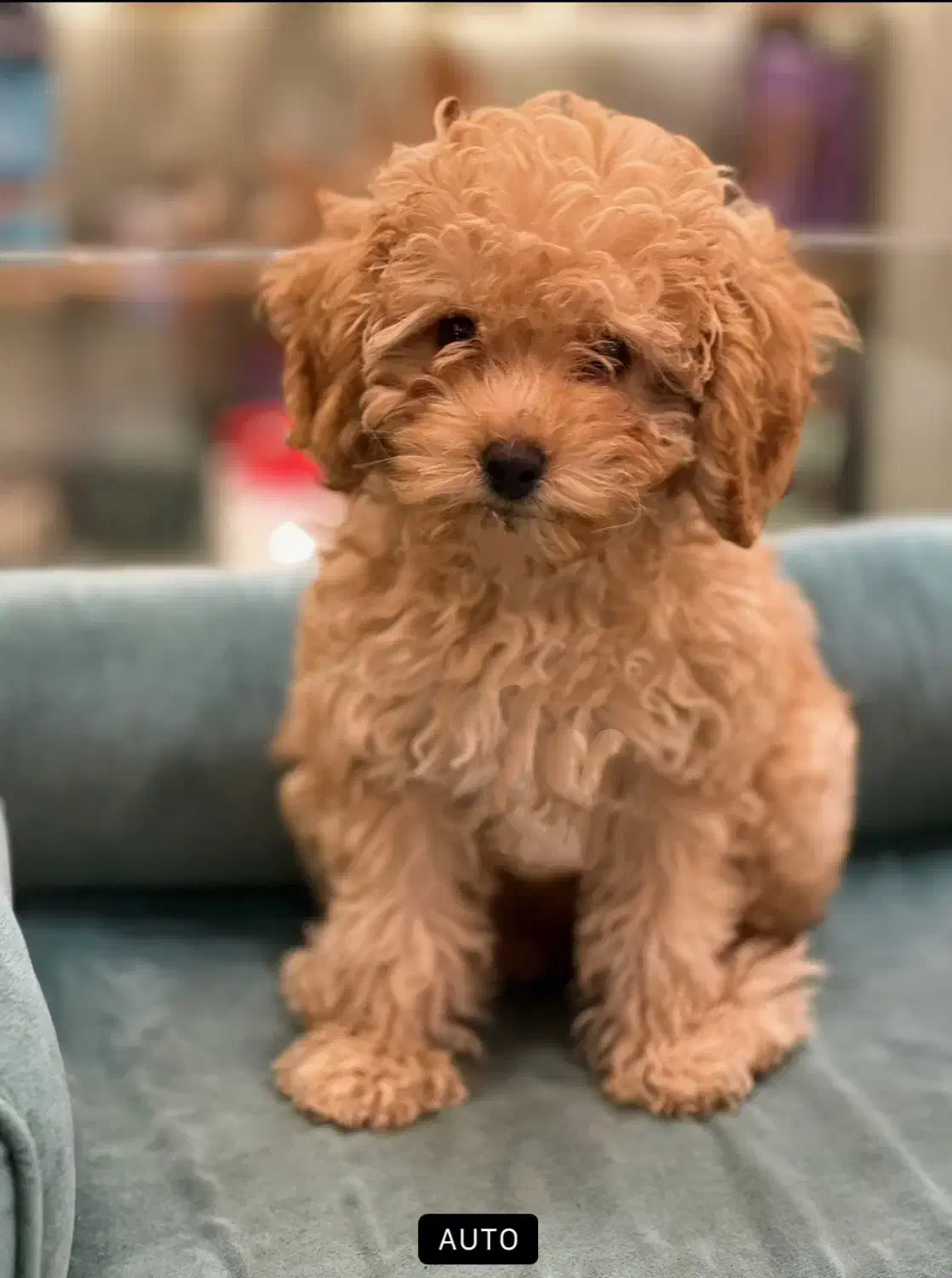 سگ پودل توی گلد|سگ|رشت, دیلمان|دیوار