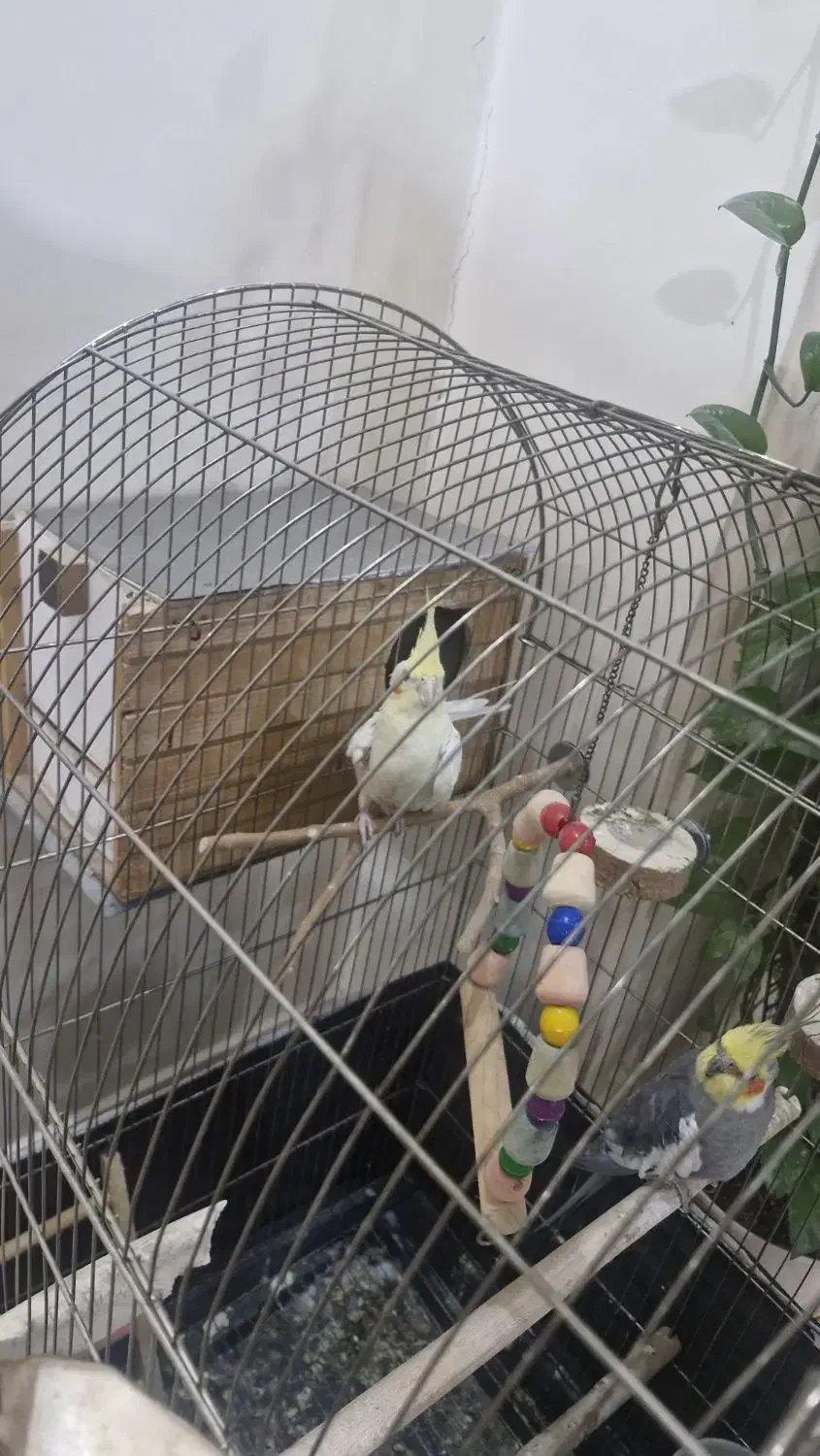 عروس هلندی|پرنده|فردیس, فردیس|دیوار