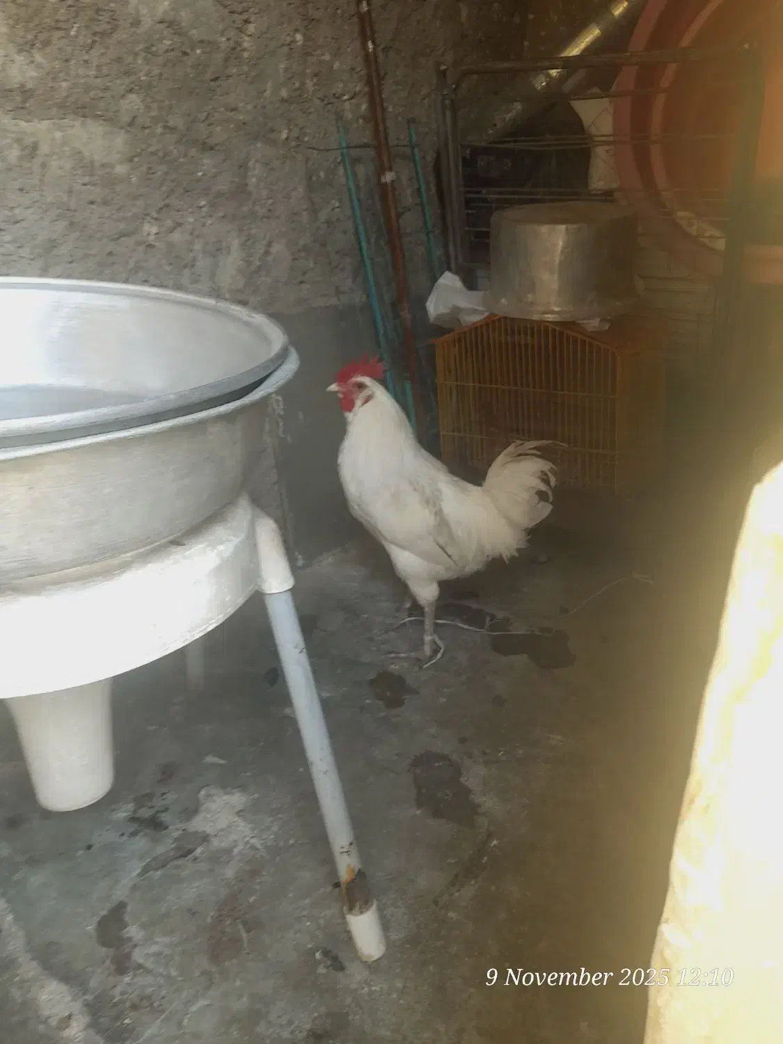 خروس لری ریشو اصیل|حیوانات مزرعه|مسجد سلیمان, |دیوار