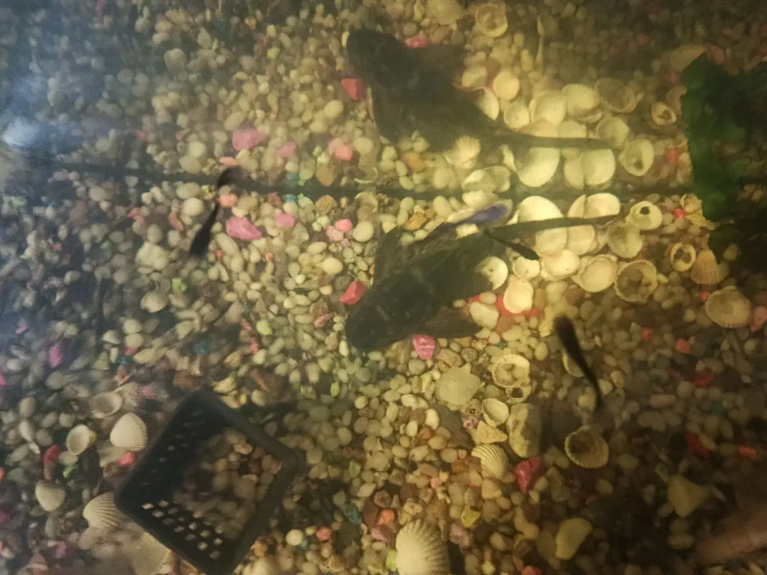 ماهی کت فیش یا لجن خوار ویک عدد اگزوز قهرمانی متور|ماهی|اهواز, فاز ۵ پاداد|دیوار