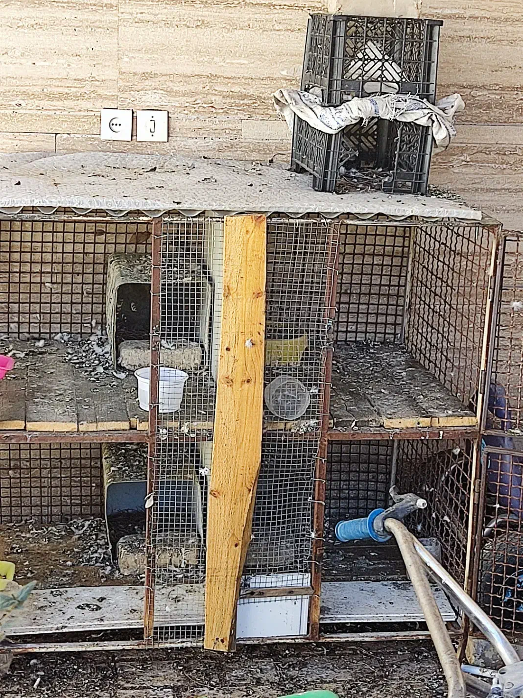 حراج کفتر رنگی|پرنده|آباده, |دیوار