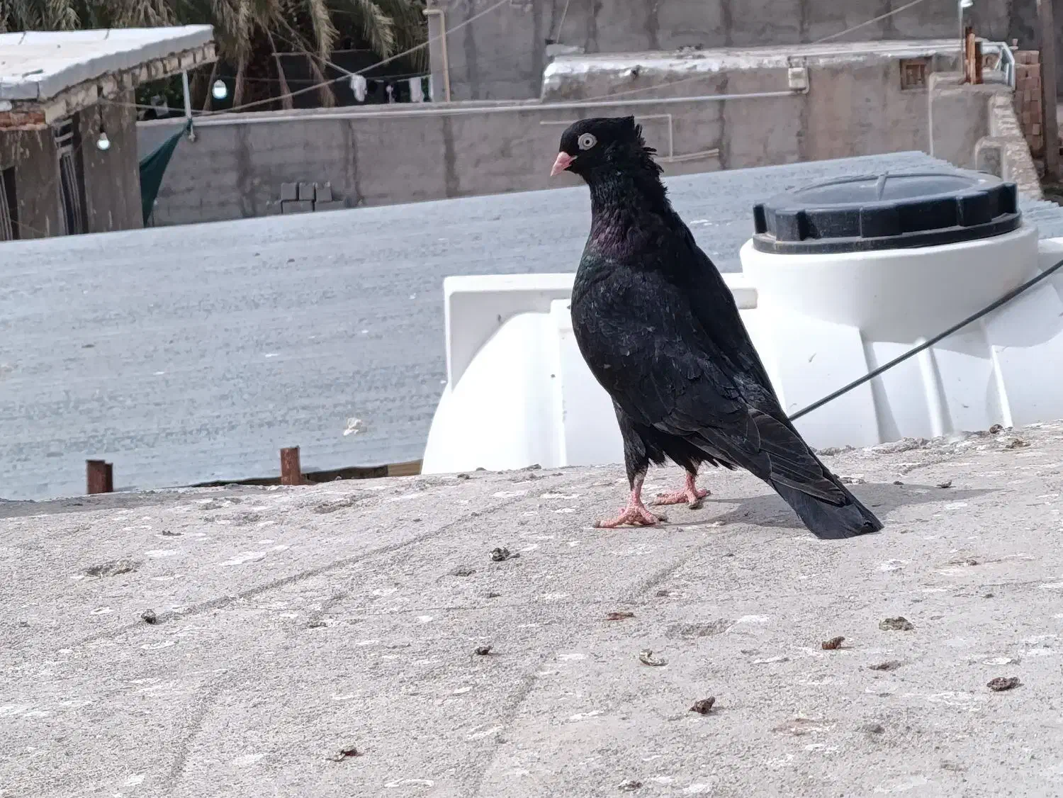 کفتر زاغ|پرنده|بم, |دیوار