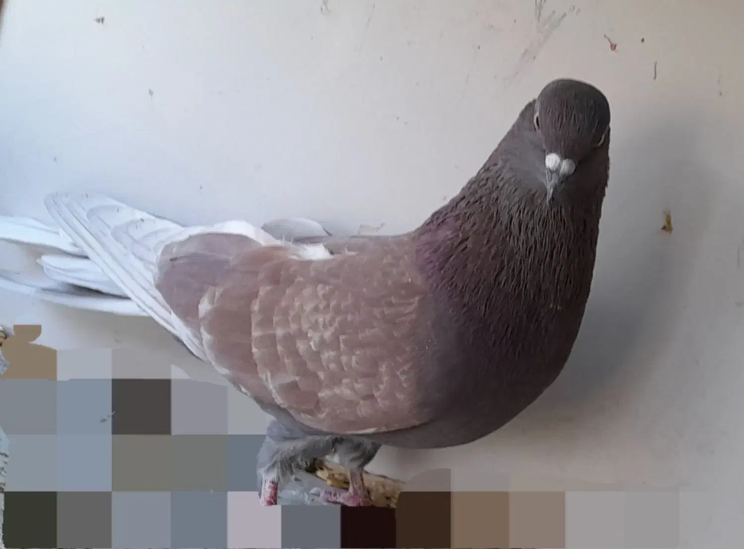 کبوتر. نر سرخ آس|پرنده|بروجن, |دیوار