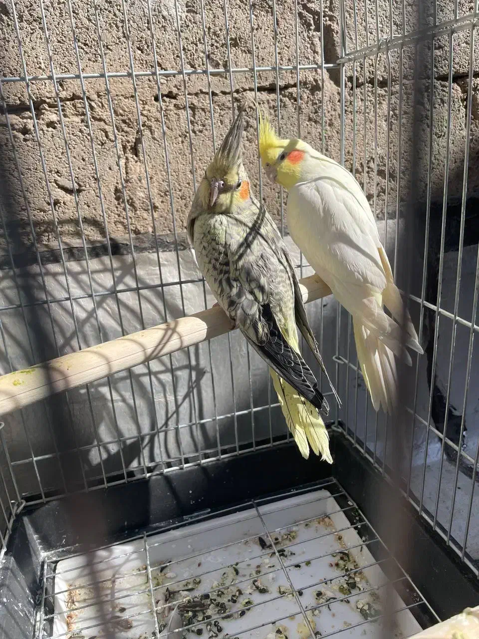 سه جفت عروس هلندی کارداده  سه تا رام|پرنده|بوکان, |دیوار