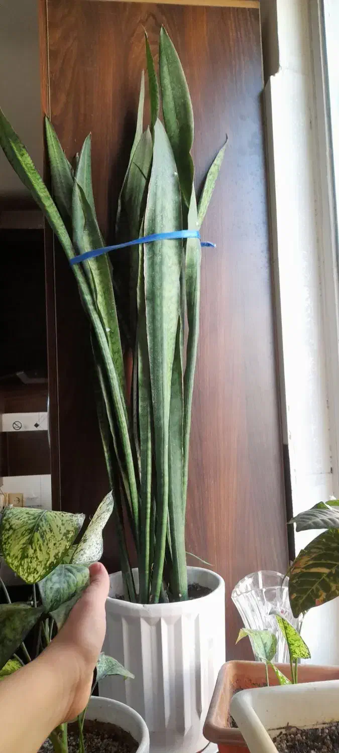 گل سانسوریا|گل و گیاه طبیعی|شهریار, شهرک وائین|دیوار