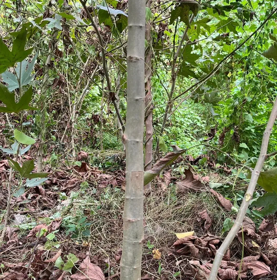 فروش نهال چنار|خدمات باغبانی و درختکاری|کردکوی, |دیوار