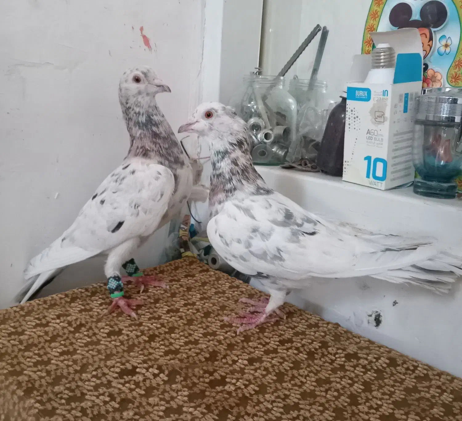 کبوتر|پرنده|سبزوار, قلعه‌نو دهزار|دیوار