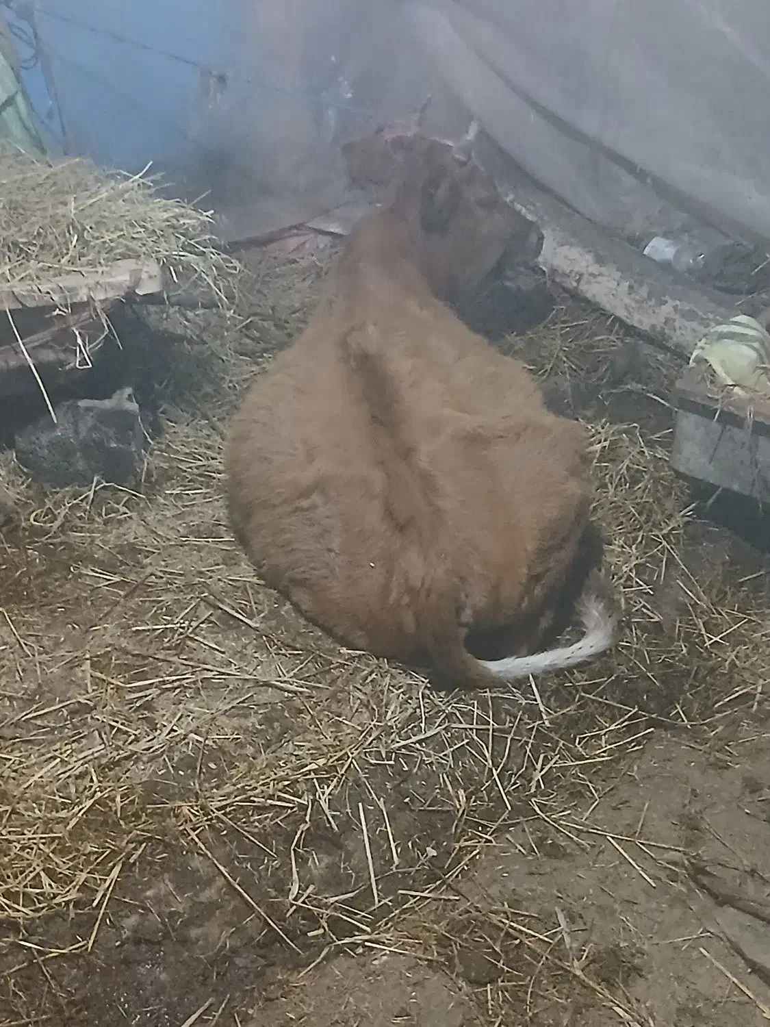 دو عدد لیشه محلی سالم|حیوانات مزرعه|احمدسرگوراب, |دیوار