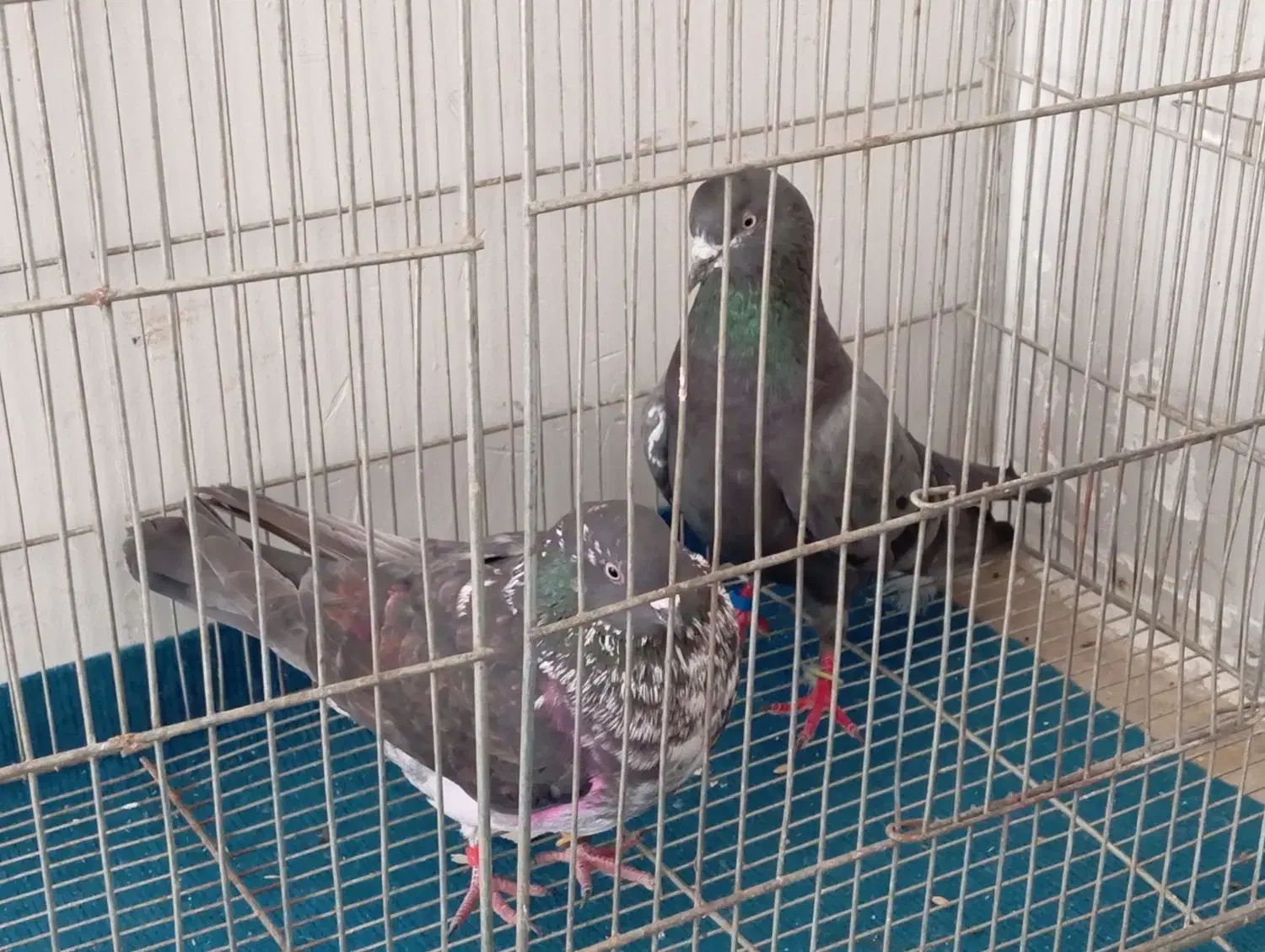 کبوتر|پرنده|خرمدره, |دیوار