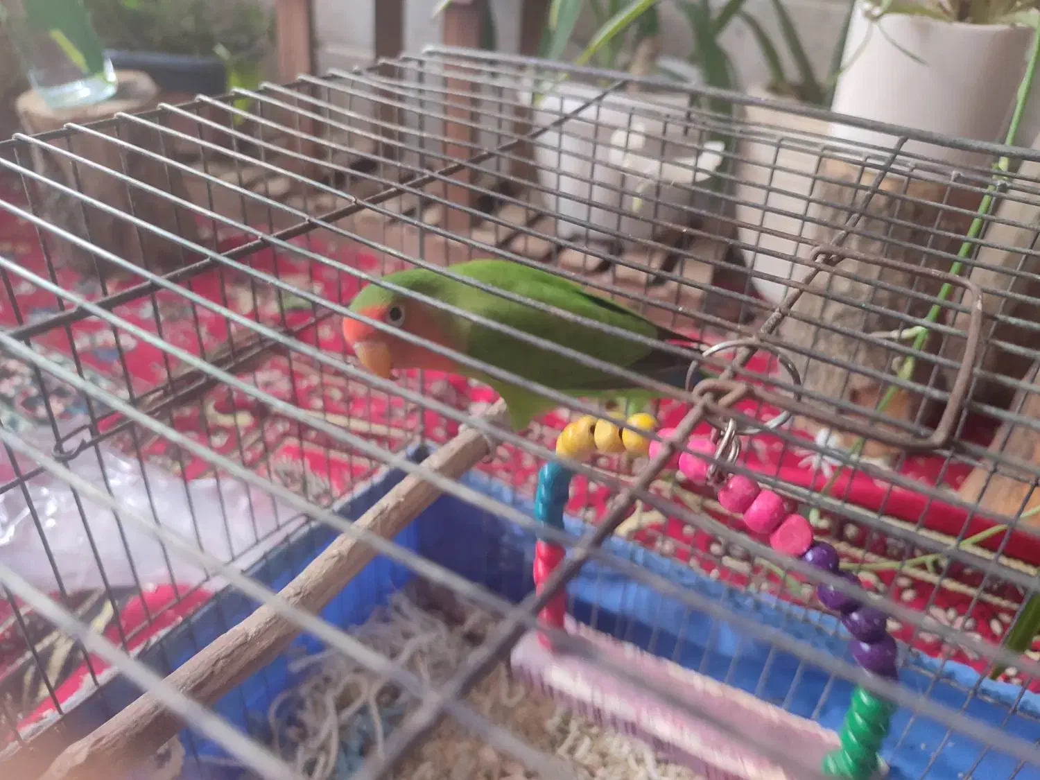 فروش طوطی برزیلی ،قیمت پانصد تومان|پرنده|برخوار, |دیوار