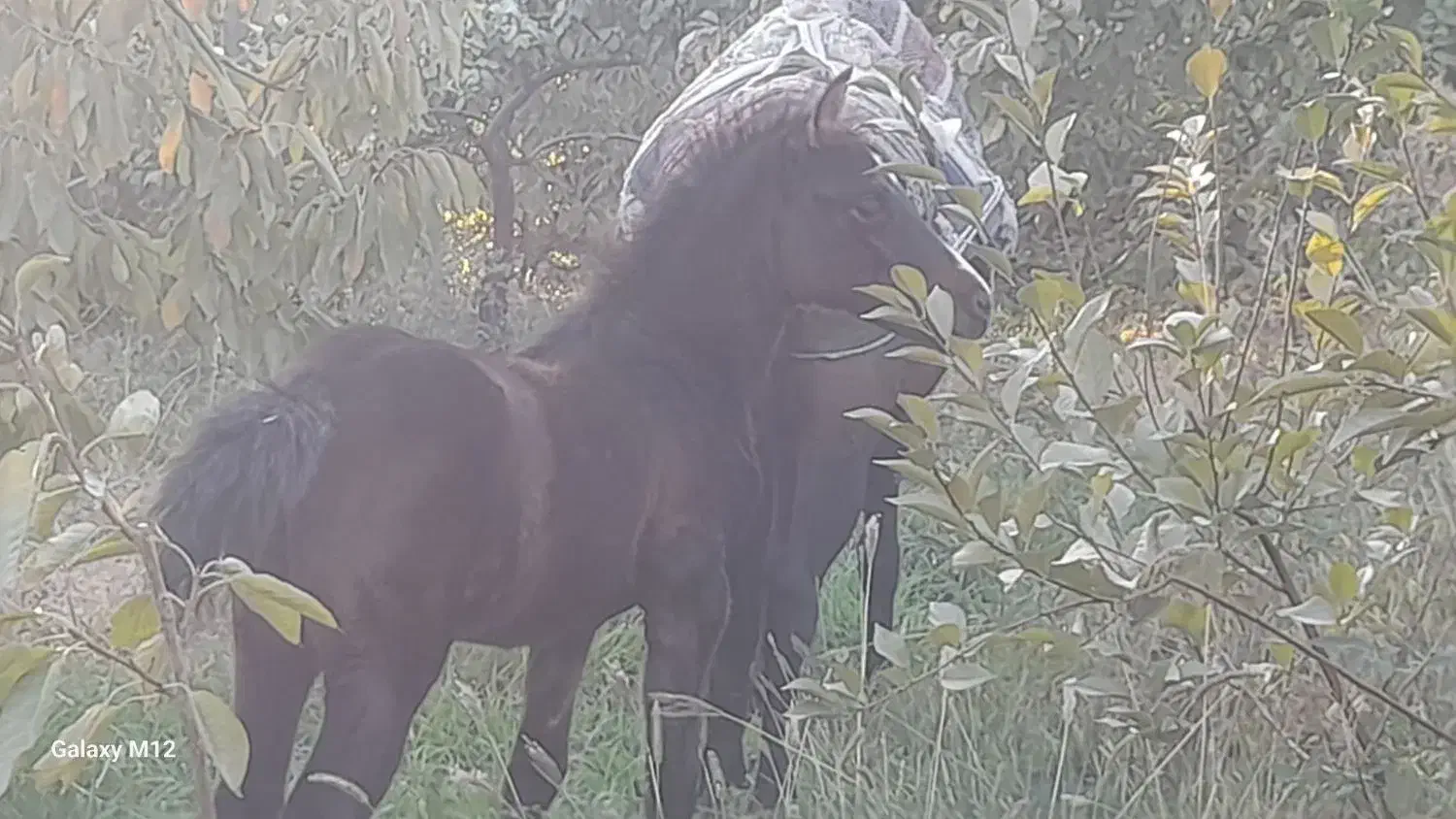 کره اسب|اسب و تجهیزات اسب‌سواری|نیشابور, تیپ زرهی ۲۱  امام رضا (ع)|دیوار