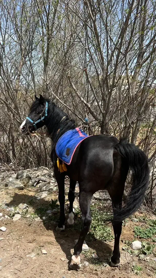 اسب اصیل کوردی|اسب و تجهیزات اسب‌سواری|سیلوانه, |دیوار