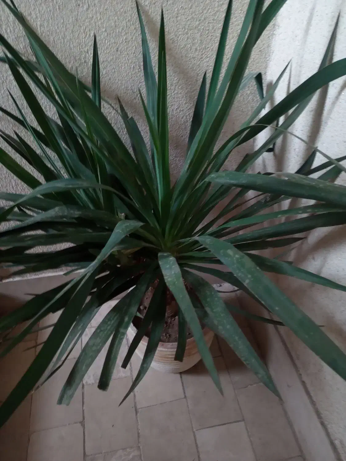 دو عدد گل یوکا وحشی|گل و گیاه طبیعی|کرج, گلشهر|دیوار