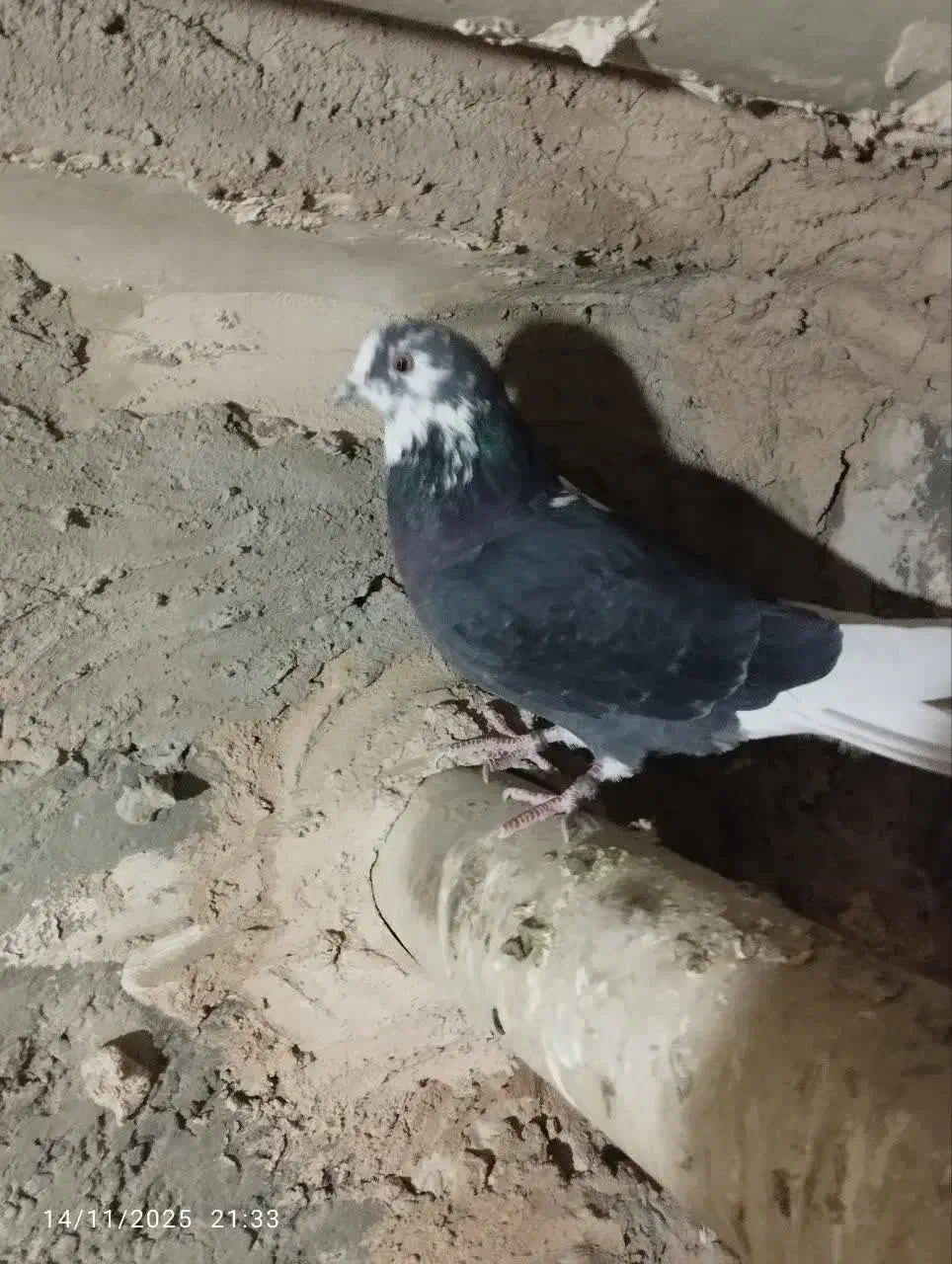 کبوتر پرشی روزگاری|پرنده|خمینیشهر, |دیوار