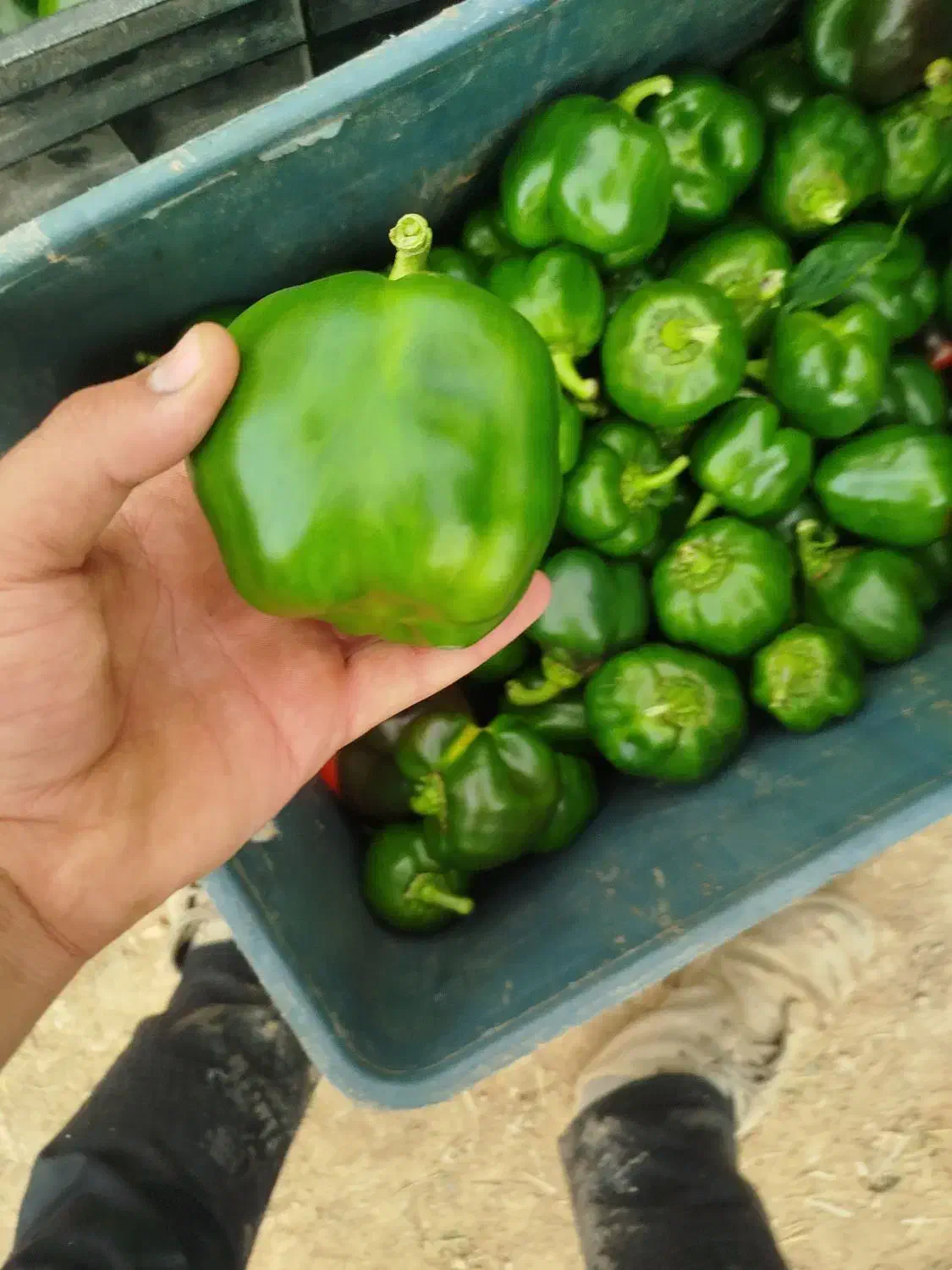 فلفل دلمه ای|خوردنی و آشامیدنی|چیتاب, |دیوار