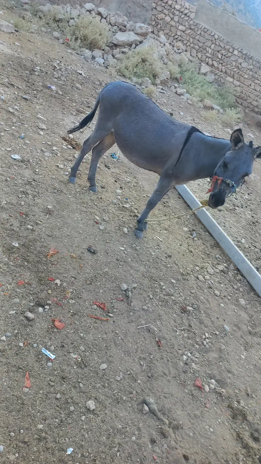 الاغ|حیوانات مزرعه|منج, |دیوار