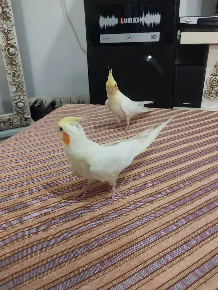 عروس هلندی آلبینو و لوتینو|پرنده|شهریار, شهرک بهاران (ویره)|دیوار