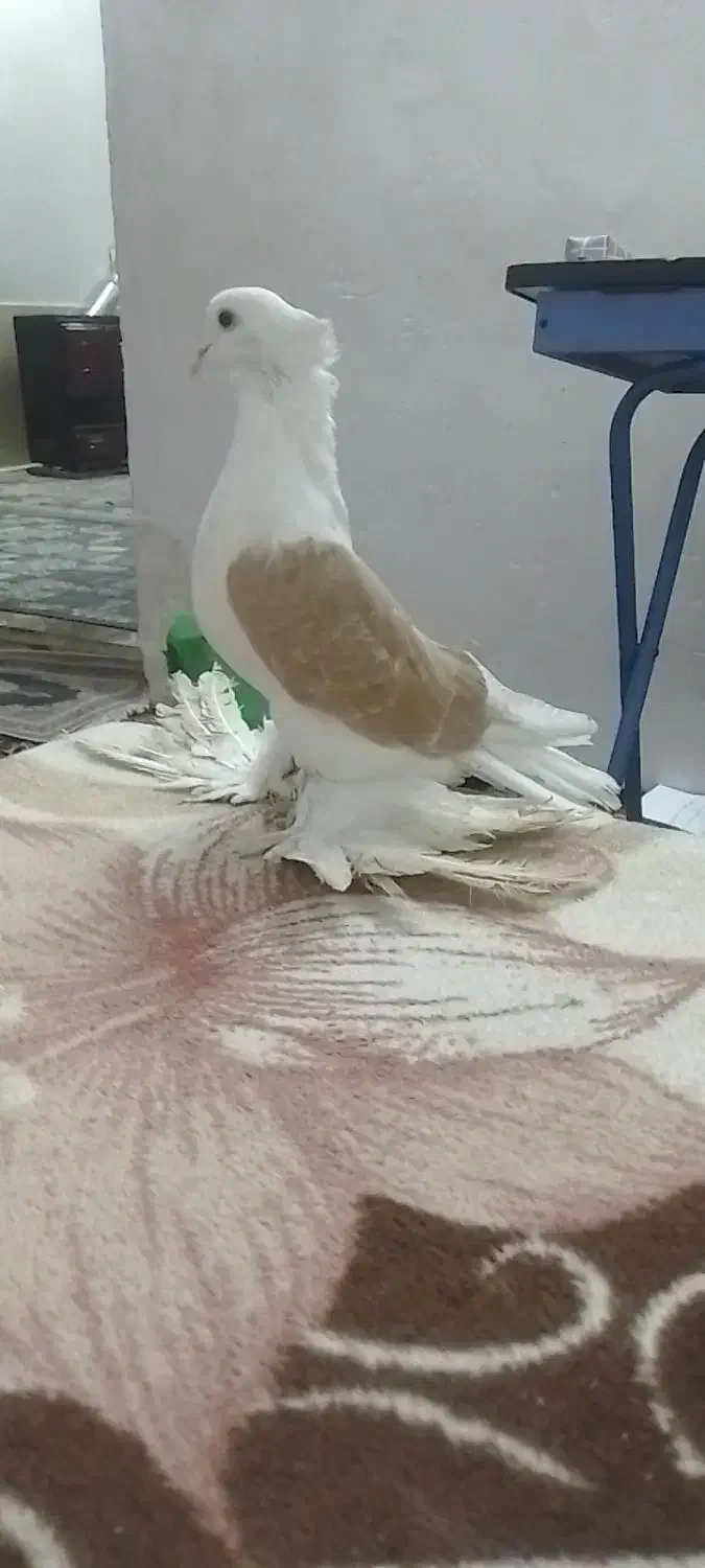 کفتر پشتی پر پا|پرنده|سبزوار, امیر کبیر|دیوار