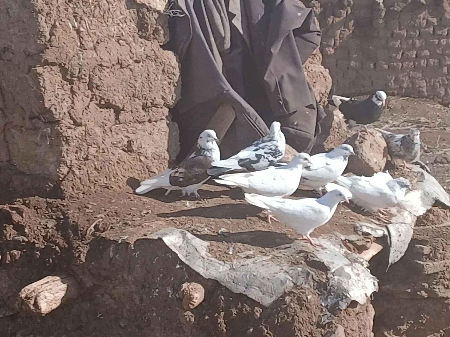 کفتر|پرنده|مرادلو, |دیوار