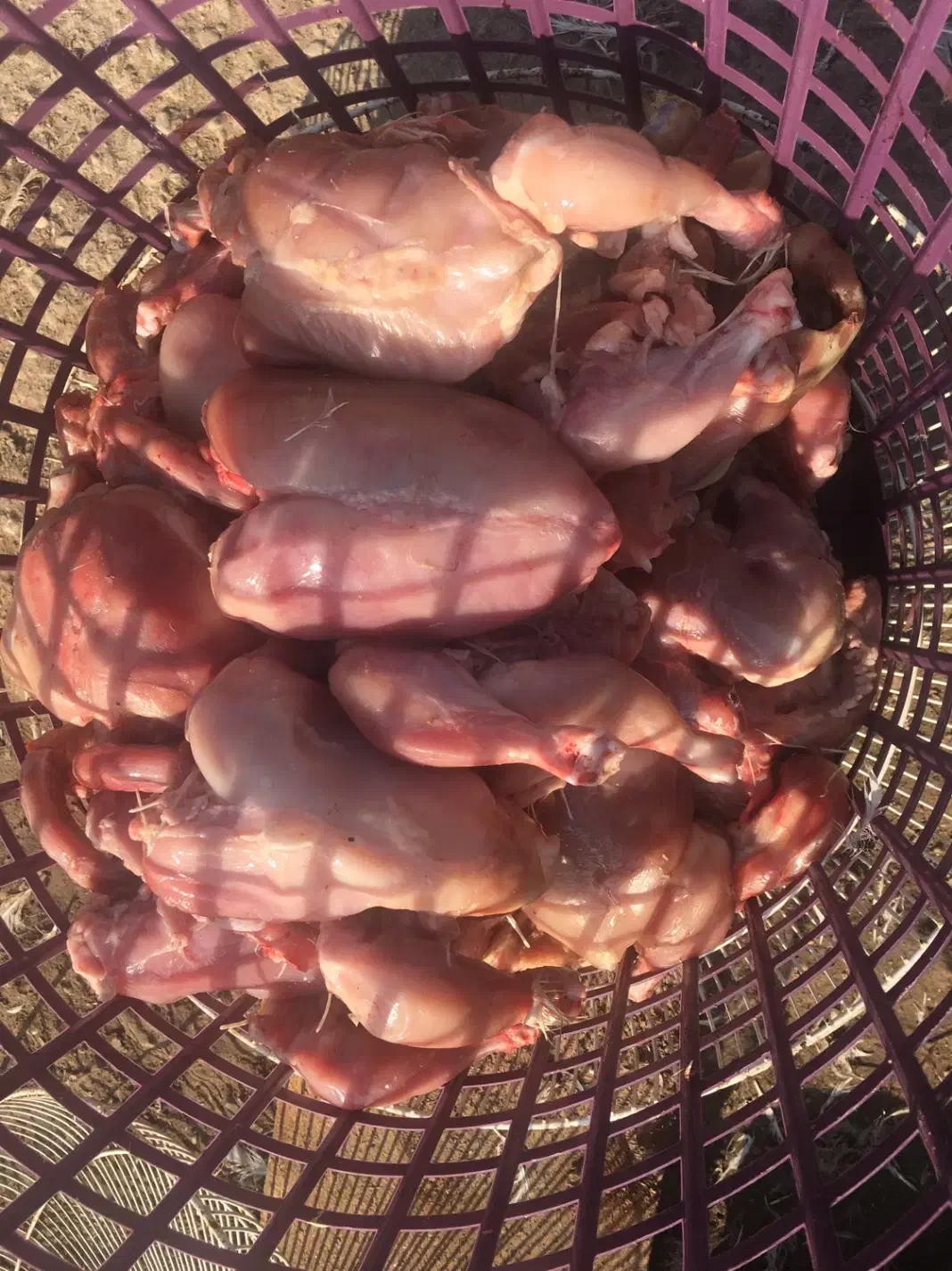 مرغ غذای سگ و گربه|لوازم جانبی حیوانات|گنبد کاووس, |دیوار