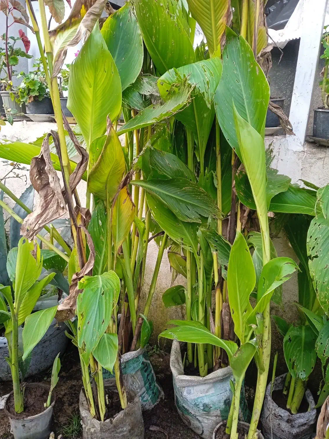 نخل مرداب و گل اختر زرد (گل یسر) کوچصفهان|گل و گیاه طبیعی|رشت, جانبازان|دیوار