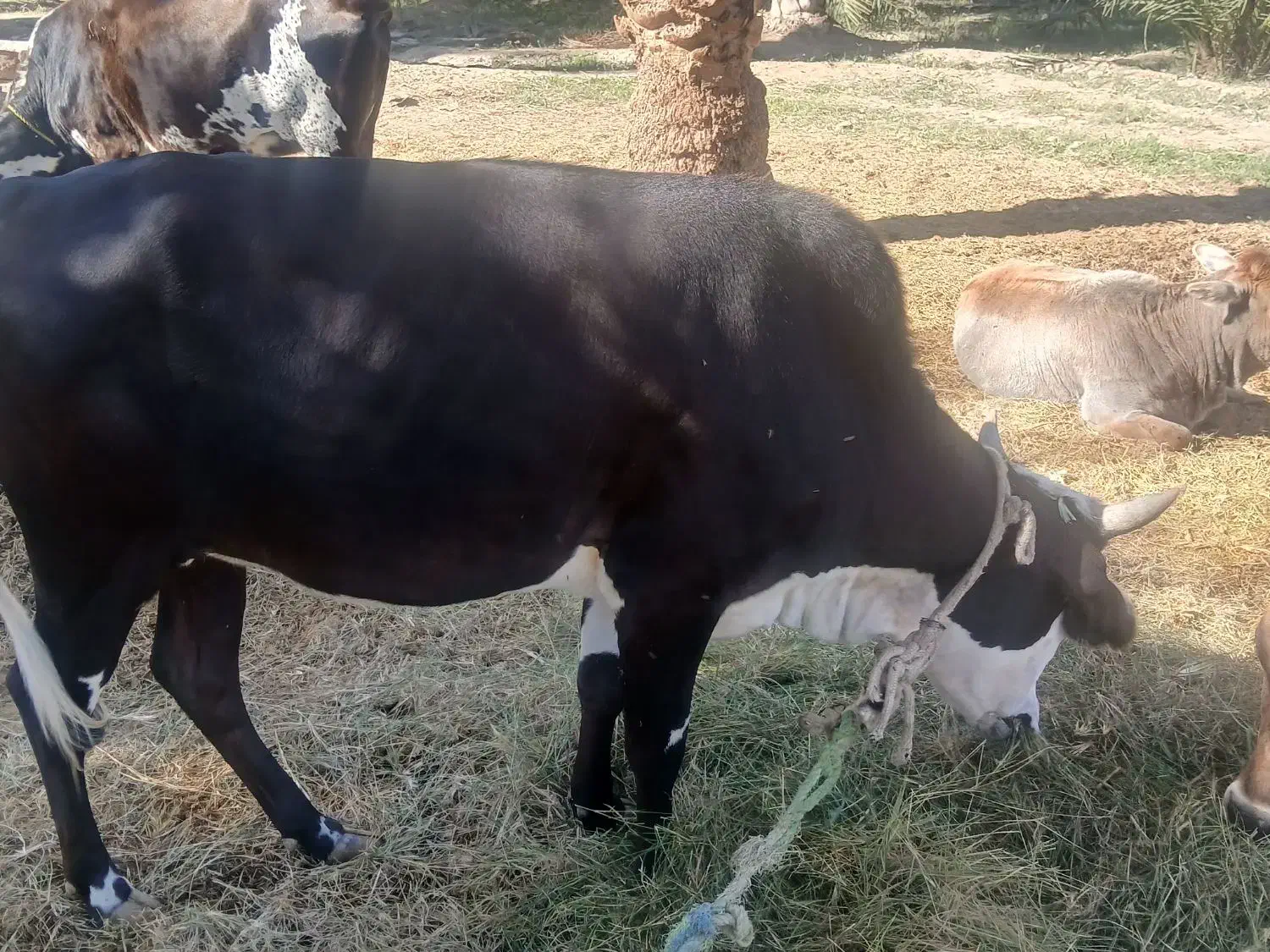 گاو ماده چاق هشتاد ملیون قیمت|حیوانات مزرعه|سندرک, |دیوار