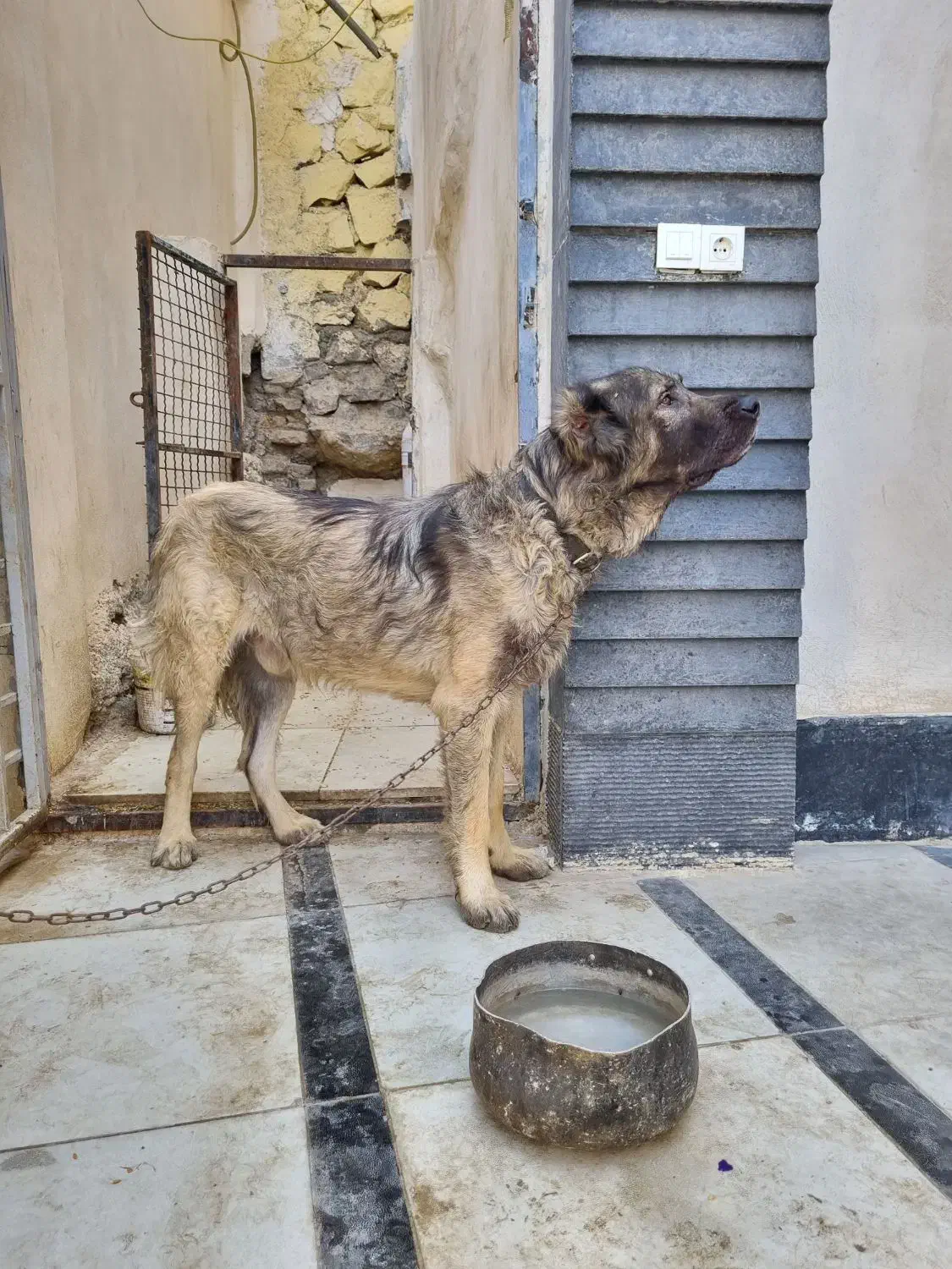 واگذاری سگ|سگ|کرج, آتشگاه|دیوار