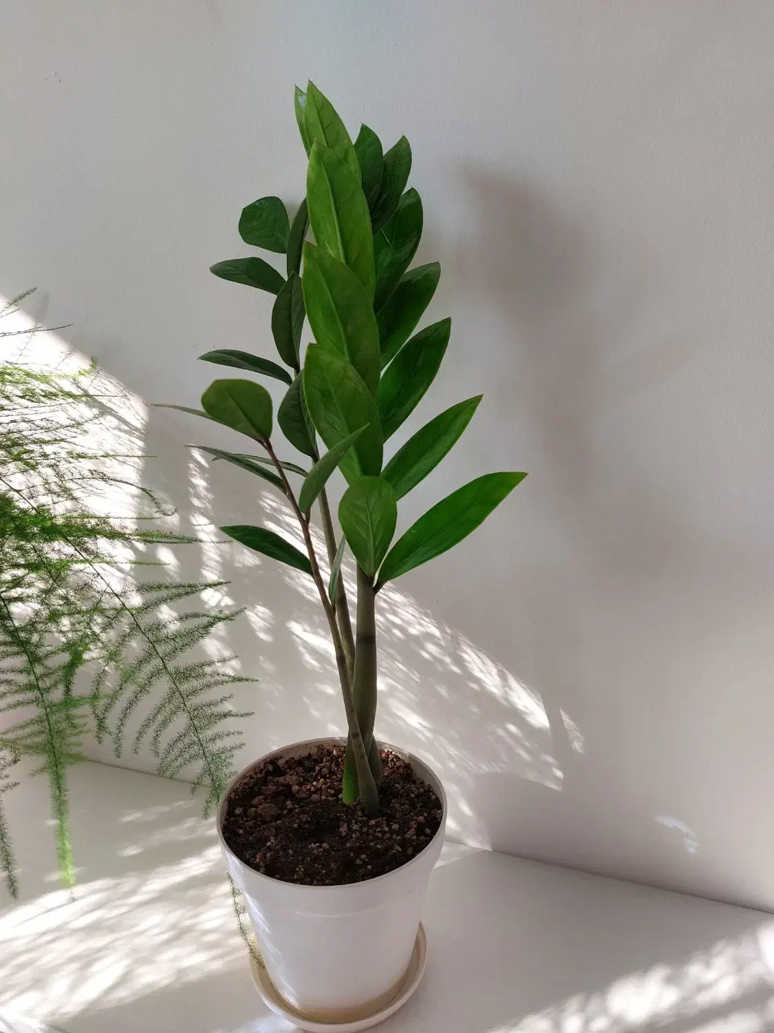 انواع گل و گلدان زاموفیلیا|گل و گیاه طبیعی|فردیس, فردیس|دیوار