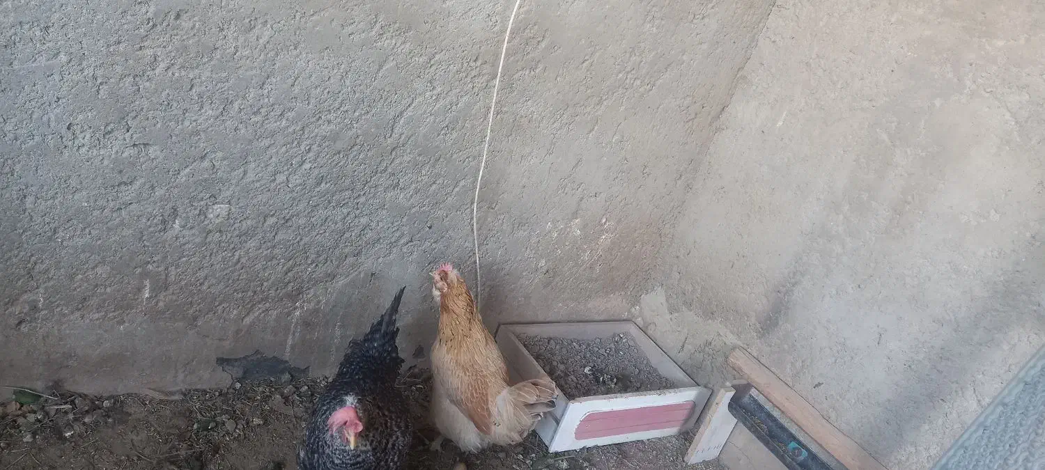 مرغ بومی|حیوانات مزرعه|خمینیشهر, |دیوار