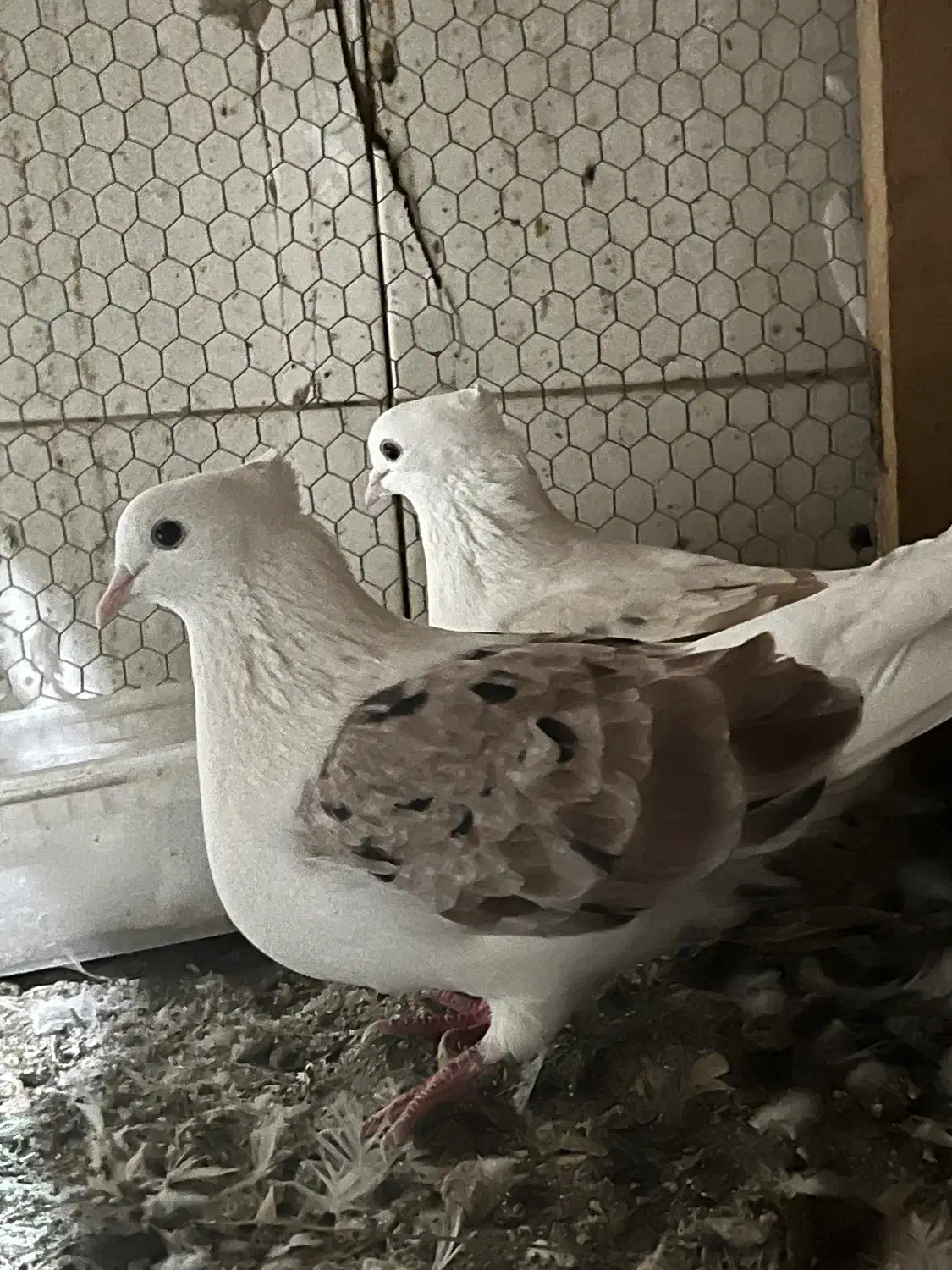 دو کت|پرنده|قم, نیروگاه|دیوار