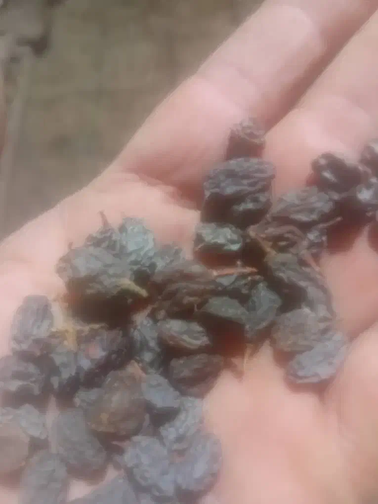 کشمش فروشی انصاری انواع مختلف کشمش|عمده‌فروشی|تاکستان, |دیوار