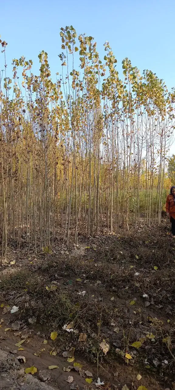 فروش صنوبر.قلمه کشاورزی نیگرا.تبریزی|گل و گیاه طبیعی|خوی, |دیوار