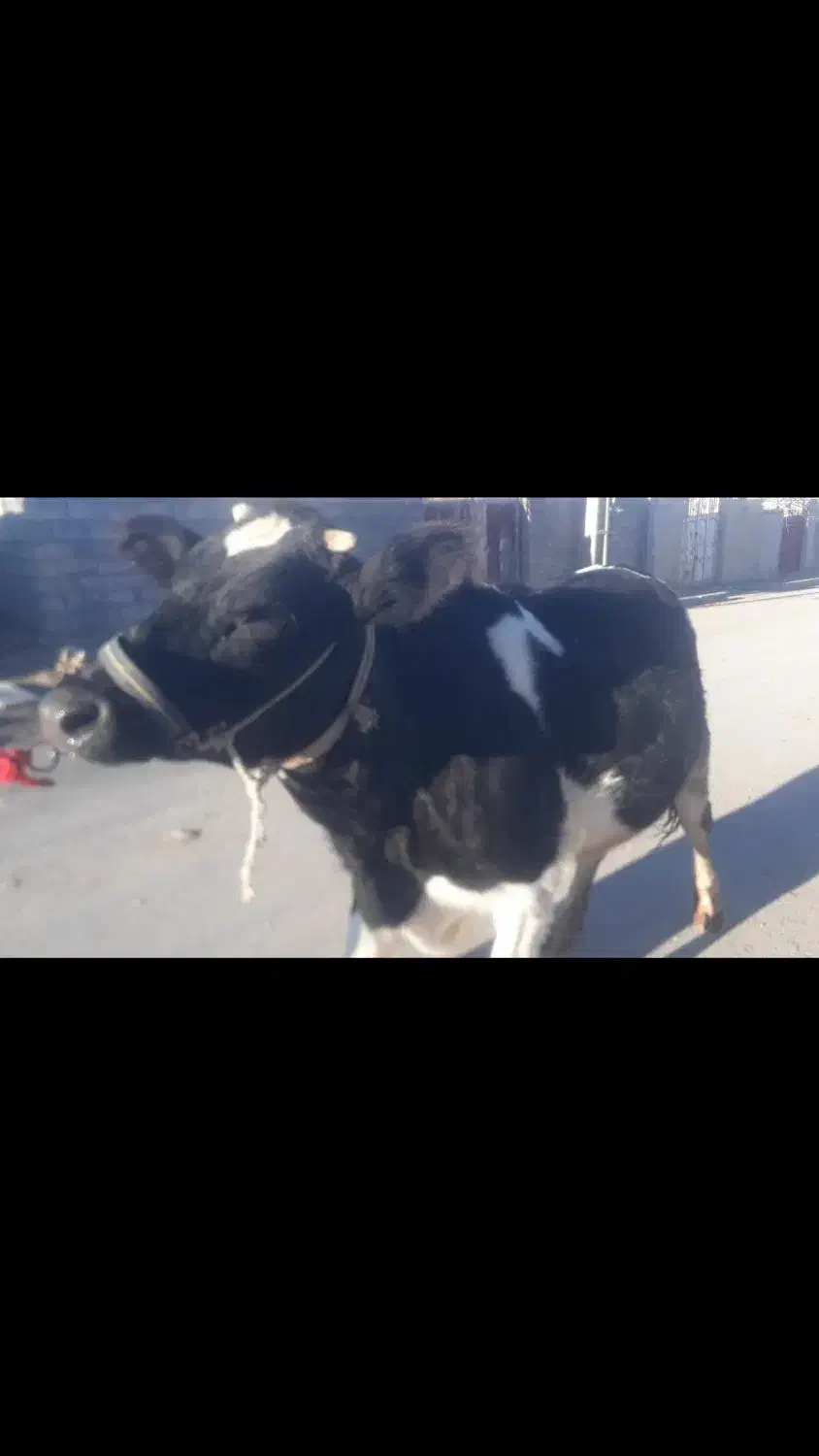 گاو|حیوانات مزرعه|حمیل, |دیوار