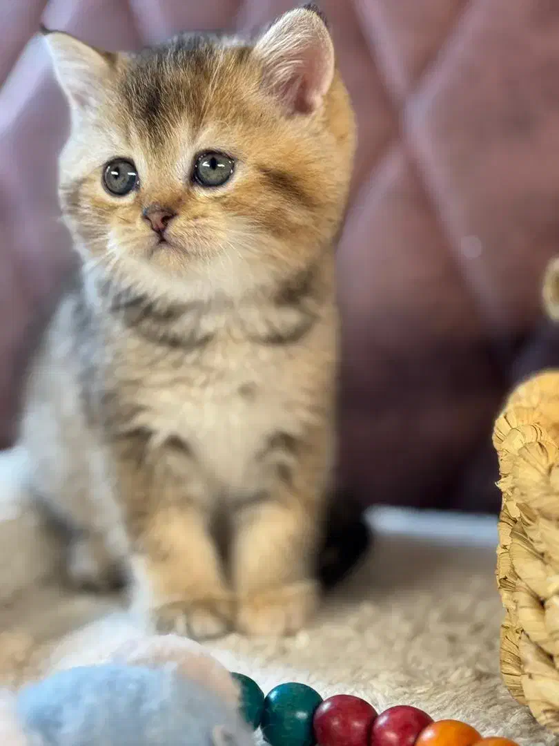 بچه گربه های اشرافی irancats|گربه|اهواز, بهارستان|دیوار