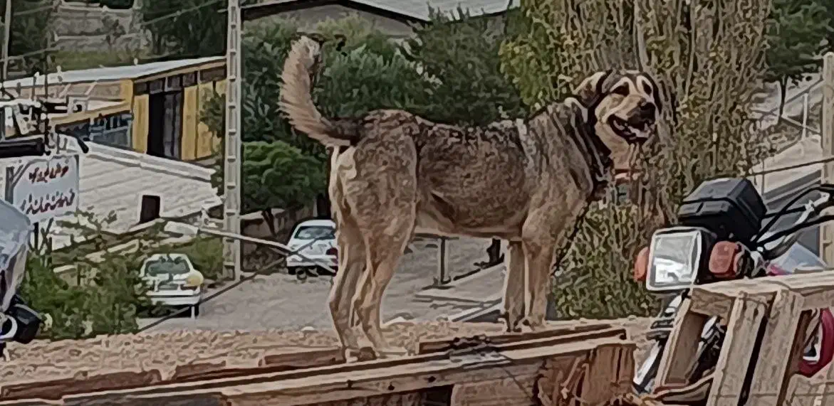 سگ اصیل پژدر نر|سگ|فیروزکوه, |دیوار