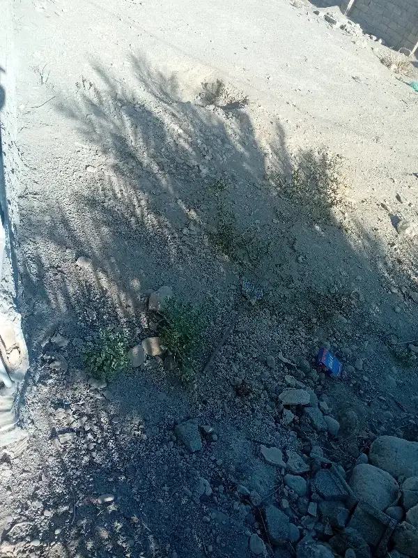 یک قطعه زمین مسکونی متراژ710متر|فروش زمین و ملک کلنگی|فین, |دیوار