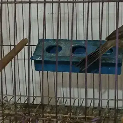 قناری قفسی|پرنده|خرمشهر, |دیوار