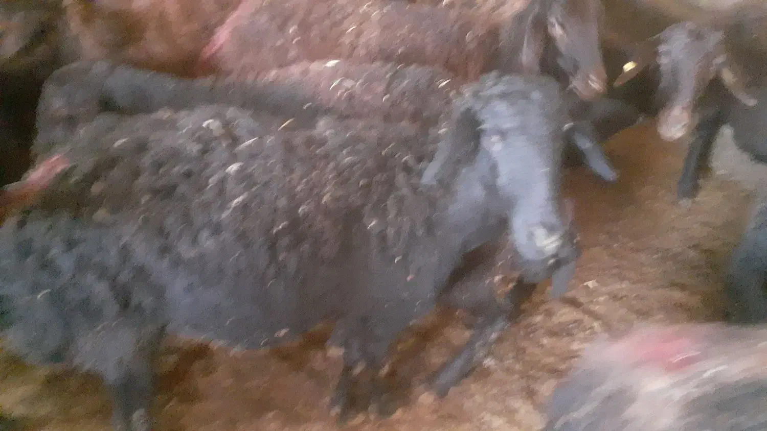 فروش گوسفند|حیوانات مزرعه|شاهین دژ, |دیوار