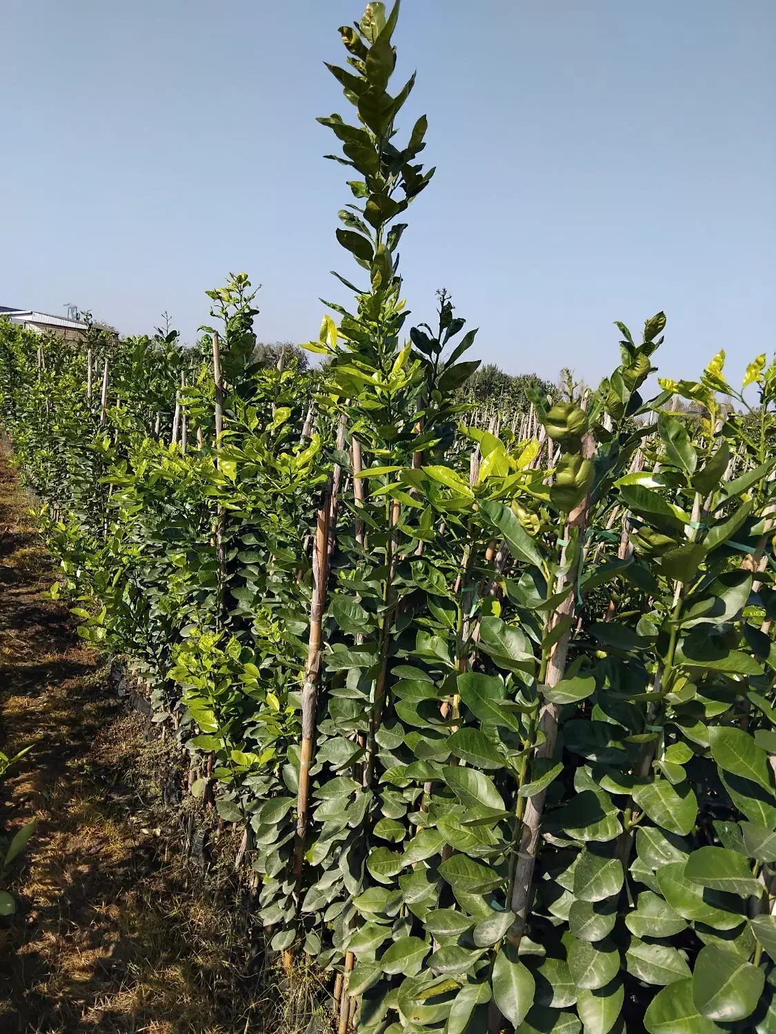 فروش انواع نهال مرکبات ۱۰۰ درصد تضمینی در رقم|خدمات باغبانی و درختکاری|قائم‌شهر, |دیوار