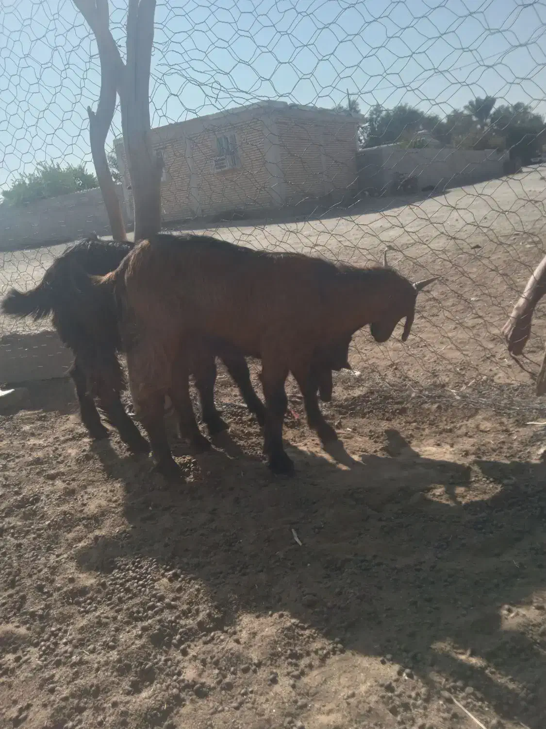 دوعددکهرهنربفروشمیرسدمشتریواقعیتماسبگیرد|حیوانات مزرعه|فاریاب, |دیوار