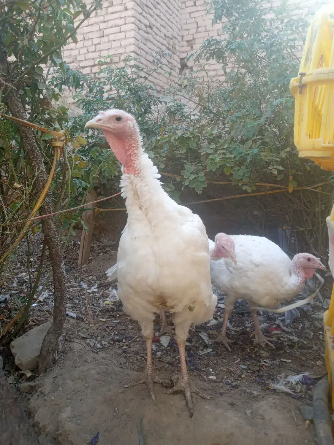 بوقلمون گوشتی|حیوانات مزرعه|تربتحیدریه, پایانه مسافربری تربت حیدریه|دیوار