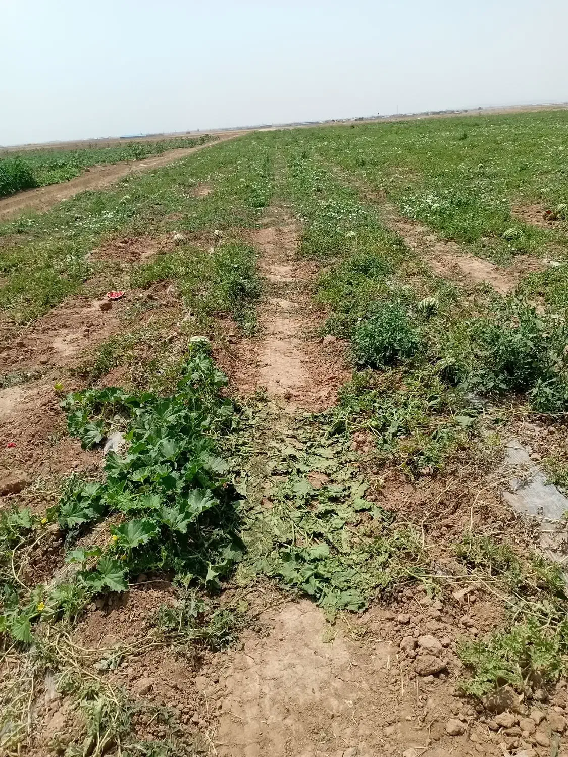 جو آبی جلگا|حیوانات مزرعه|کبودرآهنگ, |دیوار