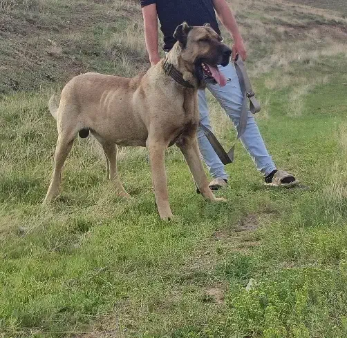 سگ سرابی|سگ|ترکمانچای, |دیوار